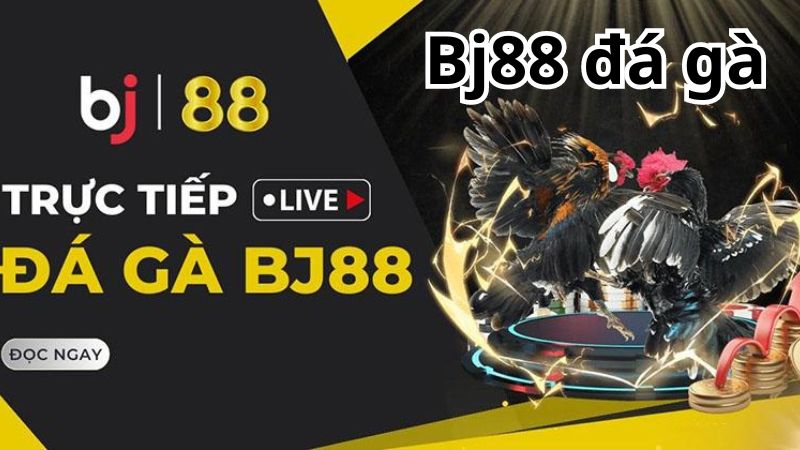 Hướng Dẫn Cá Cược Đá Gà BJ88 Từng Bước
