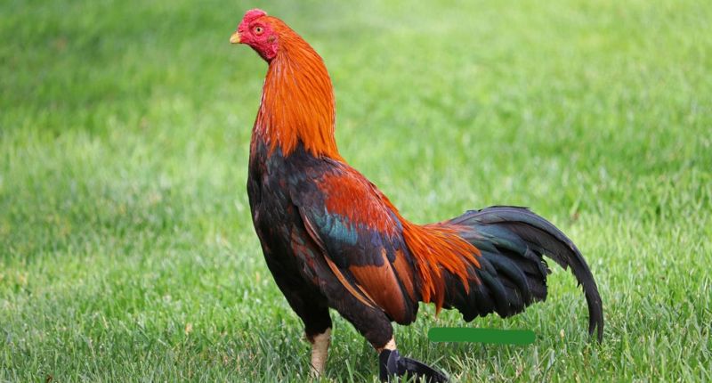 Phương Pháp Chọn Gà Asil Chất Lượng Cao