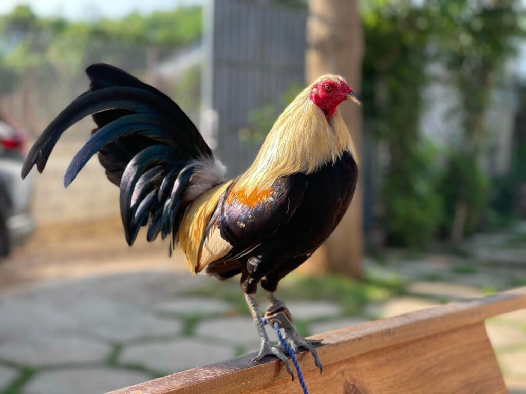 Cách Chọn Gà Tre Chất Lượng Cao