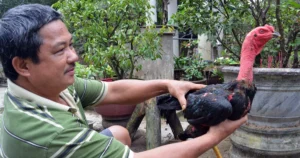 Nguyên Lý Cơ Bản Của Huấn Luyện Gà Chọi