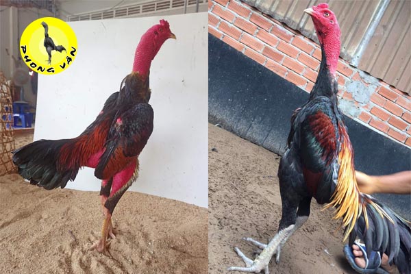 Lịch Trình Cho Ăn Tối Ưu